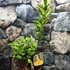 Kép 6/8 - Citrus calamondin