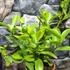 Kép 7/8 - Citrus calamondin