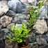 Kép 8/8 - Citrus calamondin