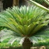 Kép 1/7 - Cycas revoluta