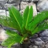 Kép 3/7 - Cycas revoluta
