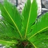 Kép 2/7 - Cycas revoluta