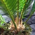 Kép 5/7 - Cycas revoluta