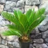 Kép 6/7 - Cycas revoluta