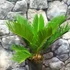 Kép 7/7 - Cycas revoluta