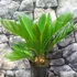 Kép 4/7 - Cycas revoluta