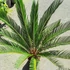 Kép 4/12 - Cycas revoluta