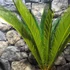 Kép 12/12 - Cycas revoluta