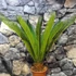 Kép 3/12 - Cycas revoluta