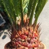 Kép 5/12 - Cycas revoluta