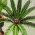 Kép 7/12 - Cycas revoluta