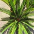 Kép 6/12 - Cycas revoluta