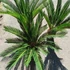 Kép 2/12 - Cycas revoluta