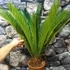 Kép 8/12 - Cycas revoluta