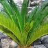 Kép 9/12 - Cycas revoluta