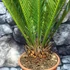 Kép 11/12 - Cycas revoluta