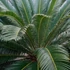 Kép 1/12 - Cycas revoluta