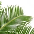 Kép 1/6 - Cycas revoluta