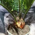 Kép 6/6 - Cycas revoluta
