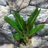 Kép 3/6 - Cycas revoluta