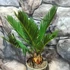 Kép 4/6 - Cycas revoluta