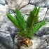 Kép 5/6 - Cycas revoluta