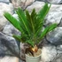Kép 2/6 - Cycas revoluta