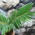 Kép 3/5 - Cycas revoluta