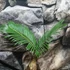 Kép 2/5 - Cycas revoluta