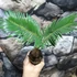 Kép 4/5 - Cycas revoluta