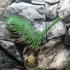 Kép 5/5 - Cycas revoluta
