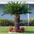Kép 1/7 - Cycas revoluta
