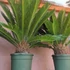 Kép 5/7 - Cycas revoluta
