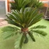 Kép 2/7 - Cycas revoluta