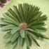 Kép 3/7 - Cycas revoluta