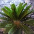Kép 6/7 - Cycas revoluta