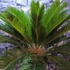 Kép 7/7 - Cycas revoluta