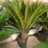 Kép 1/6 - Cycas revoluta