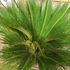 Kép 2/6 - Cycas revoluta