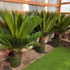 Kép 4/6 - Cycas revoluta