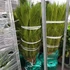 Kép 6/6 - Cycas revoluta