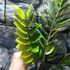 Kép 10/16 - Zamioculcas zamiifolia variegata