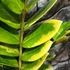 Kép 4/16 - Zamioculcas zamiifolia variegata