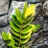Kép 2/16 - Zamioculcas zamiifolia variegata