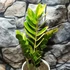 Kép 6/16 - Zamioculcas zamiifolia variegata