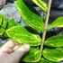 Kép 5/16 - Zamioculcas zamiifolia variegata
