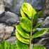 Kép 7/16 - Zamioculcas zamiifolia variegata