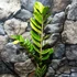 Kép 8/16 - Zamioculcas zamiifolia variegata