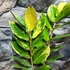 Kép 9/16 - Zamioculcas zamiifolia variegata