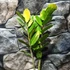 Kép 3/16 - Zamioculcas zamiifolia variegata